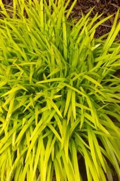 Gold Ingot Liriope (Golden Lilyturf) - 6 Pack Of 1 Gallon Pots 12 Gold Ingot Liriope (Golden Lilyturf) - 6 Pack Of 1 Gallon Pots -Garden Plants Shop liriope muscari peedee ingot golden lilyturf 11