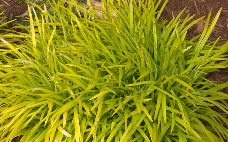 Gold Ingot Liriope (Golden Lilyturf) - 6 Pack Of 1 Gallon Pots 8 Gold Ingot Liriope (Golden Lilyturf) - 6 Pack Of 1 Gallon Pots - Image 6