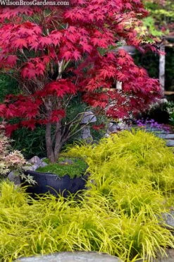 Gold Ingot Liriope (Golden Lilyturf) - 6 Pack Of 1 Gallon Pots 11 Gold Ingot Liriope (Golden Lilyturf) - 6 Pack Of 1 Gallon Pots -Garden Plants Shop liriope muscari peedee ingot golden lilyturf 5