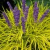 Gold Ingot Liriope (Golden Lilyturf) - 6 Pack Of 1 Gallon Pots -Garden Plants Shop liriope muscari peedee ingot golden lilyturf 6