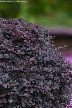 Cerise Charm Dwarf Loropetalum - 6 Pack Of 1 Gallon Pots