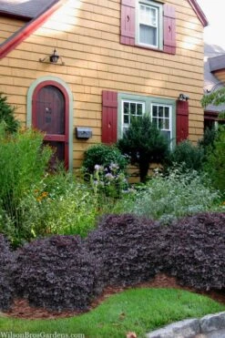 Cerise Charm Dwarf Loropetalum - 6 Pack Of 1 Gallon Pots -Garden Plants Shop loropetalum cerise charm 3 1