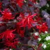 Ever Red Loropetalum (Chinese Fringeflower) - 2 Gallon Pot -Garden Plants Shop loropetalum ever red 20