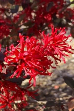 Ever Red Loropetalum (Chinese Fringeflower) - 2 Gallon Pot 11 Ever Red Loropetalum (Chinese Fringeflower) - 2 Gallon Pot -Garden Plants Shop loropetalum ever red 21