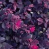 Purple Daydream Dwarf Loropetalum - 1 Gallon Pot 1 Purple Daydream Dwarf Loropetalum - 1 Gallon Pot -Garden Plants Shop loropetalum purple daydream 21