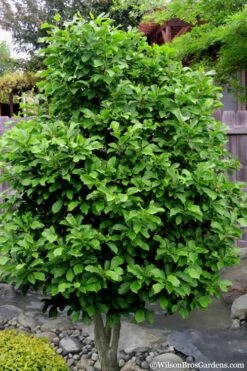 Betty Magnolia Tulip Tree - 3 Gallon Pot 13 Betty Magnolia Tulip Tree - 3 Gallon Pot -Garden Plants Shop magnolia ann 112 1