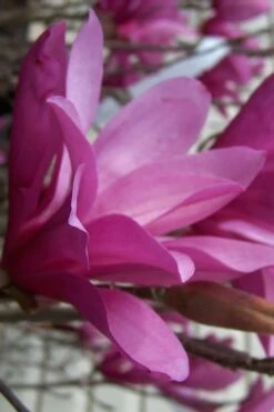 Ann Magnolia Tulip Tree - 2 Gallon Pot 19 Ann Magnolia Tulip Tree - 2 Gallon Pot -Garden Plants Shop magnolia ann 30