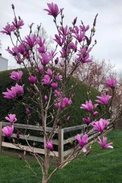 Ann Magnolia Tulip Tree - 5 Gallon Pot -Garden Plants Shop magnolia ann tulip tree 100