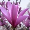 Ann Magnolia Tulip Tree - 5 Gallon Pot 1 Ann Magnolia Tulip Tree - 5 Gallon Pot -Garden Plants Shop magnolia ann tulip tree 101