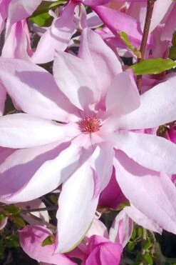 Betty Magnolia Tulip Tree - 3 Gallon Pot 15 Betty Magnolia Tulip Tree - 3 Gallon Pot -Garden Plants Shop magnolia betty 20 1