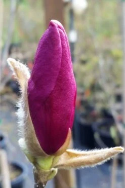 Betty Magnolia Tulip Tree - 3 Gallon Pot 16 Betty Magnolia Tulip Tree - 3 Gallon Pot -Garden Plants Shop magnolia betty 21 1