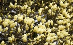 Elizabeth Magnolia (Tulip Tree) - 5 Gallon Pot 20 Elizabeth Magnolia (Tulip Tree) - 5 Gallon Pot -Garden Plants Shop magnolia elizabeth 15