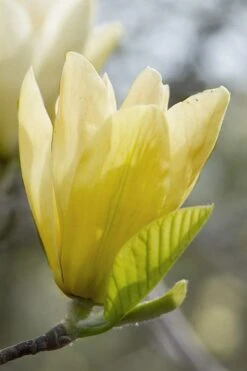 Elizabeth Magnolia (Tulip Tree) - 5 Gallon Pot 23 Elizabeth Magnolia (Tulip Tree) - 5 Gallon Pot -Garden Plants Shop magnolia elizabeth 2