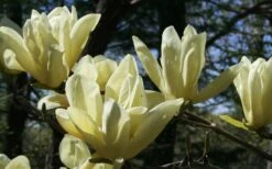 Elizabeth Magnolia (Tulip Tree) - 5 Gallon Pot 21 Elizabeth Magnolia (Tulip Tree) - 5 Gallon Pot -Garden Plants Shop magnolia elizabeth 4