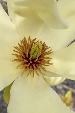 Elizabeth Magnolia (Tulip Tree) - 5 Gallon Pot 18 Elizabeth Magnolia (Tulip Tree) - 5 Gallon Pot -Garden Plants Shop magnolia elizabeth 6