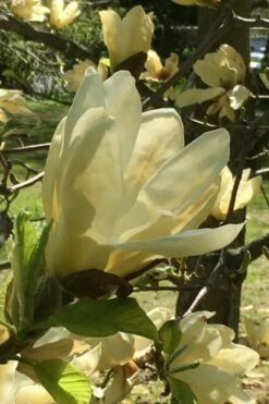 Elizabeth Magnolia (Tulip Tree) - 5 Gallon Pot 22 Elizabeth Magnolia (Tulip Tree) - 5 Gallon Pot -Garden Plants Shop magnolia elizabeth 8