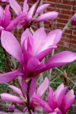 Jane Magnolia Tulip Tree - 5 Gallon Pot -Garden Plants Shop magnolia jane tulip tree 102 3