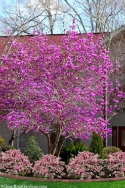 Jane Magnolia Tulip Tree - 3 Gallon Pot -Garden Plants Shop magnolia jane tulip tree 103
