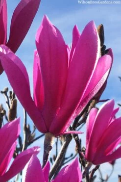 Jane Magnolia Tulip Tree - 3 Gallon Pot