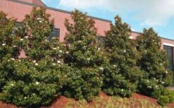 Kay Parris Southern Magnolia - 7 Gallon Pot (4-5') -Garden Plants Shop magnolia little gem 11