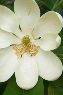 Moonglow Sweet Bay Magnolia Tree (Magnolia Virginiana 'Jim Wilson') - 7 Gallon Pot (6-7') -Garden Plants Shop magnolia moonglow sweetbay flower