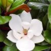 Teddy Bear Dwarf Southern Magnolia - 7 Gallon Pot (3-4') -Garden Plants Shop magnolia teddy bear 10