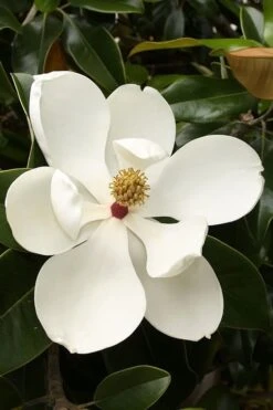 Teddy Bear Dwarf Southern Magnolia - 7 Gallon Pot (3-4') -Garden Plants Shop magnolia teddy bear 3