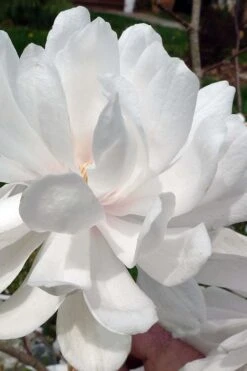 Wildcat Star Magnolia Tree - 1 Gallon Pot -Garden Plants Shop magnolia x loebneri wildcat star magnolia 1
