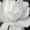Wildcat Star Magnolia Tree - 1 Gallon Pot 2 Wildcat Star Magnolia Tree - 1 Gallon Pot -Garden Plants Shop magnolia x loebneri wildcat star magnolia 2