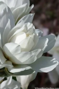 Wildcat Star Magnolia Tree - 1 Gallon Pot -Garden Plants Shop magnolia x loebneri wildcat star magnolia 6