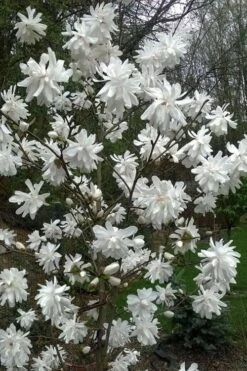 Wildcat Star Magnolia Tree - 1 Gallon Pot -Garden Plants Shop magnolia x loebneri wildcat star magnolia 8