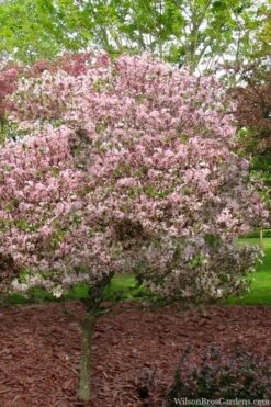 Southern Crabapple (Malus Angustifolia) - 3 Gallon Pot 12 Southern Crabapple (Malus Angustifolia) - 3 Gallon Pot -Garden Plants Shop malus angustifolia southern crabapple tree 8