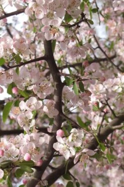 Southern Crabapple (Malus Angustifolia) - 3 Gallon Pot 13 Southern Crabapple (Malus Angustifolia) - 3 Gallon Pot -Garden Plants Shop malus angustifolia southern crabapple tree flowers 4