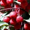 Southern Crabapple (Malus Angustifolia) - 3 Gallon Pot -Garden Plants Shop malus angustifolia southern crabapple tree fruits 2