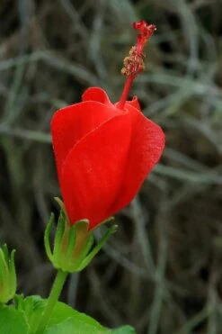Turk's Cap Mallow (Malvaviscus Drummondii) - 5 Pack Of Quart Pots -Garden Plants Shop malvaviscus drummondi turks cap 100 1
