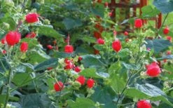 Turk's Cap Mallow - Malvaviscus Drummondii - 1 Gallon Pot -Garden Plants Shop malvaviscus drummondi turks cap 105