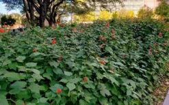 Turk's Cap Mallow - Malvaviscus Drummondii - 1 Gallon Pot -Garden Plants Shop malvaviscus drummondi turks cap 108