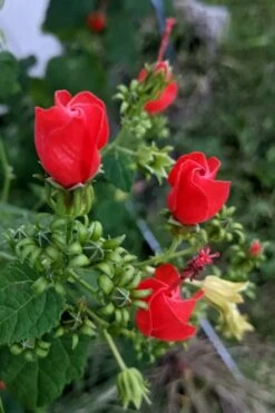 Turk's Cap Mallow (Malvaviscus Drummondii) - 5 Pack Of Quart Pots -Garden Plants Shop malvaviscus drummondi turks cap 110 1