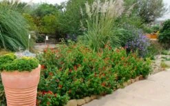 Turk's Cap Mallow - Malvaviscus Drummondii - 1 Gallon Pot -Garden Plants Shop malvaviscus drummondi turks cap 111