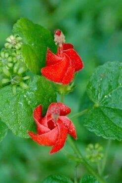 Turk's Cap Mallow - Malvaviscus Drummondii - 1 Gallon Pot -Garden Plants Shop malvaviscus drummondi turks cap 112