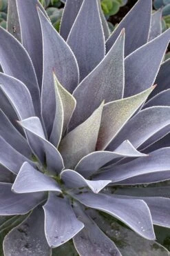 Lavender Lady Mangave - 1 Gallon Pot 10 Lavender Lady Mangave - 1 Gallon Pot -Garden Plants Shop mangave lavender lady 1