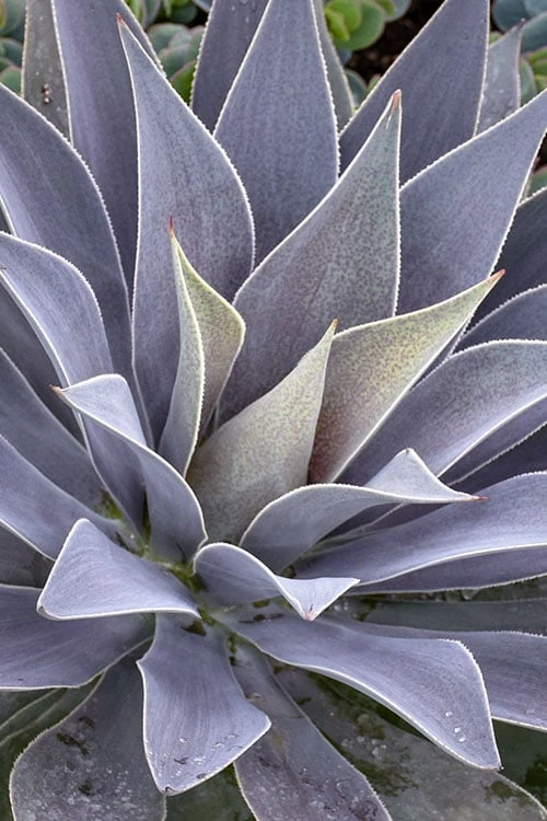 Lavender Lady Mangave - 1 Gallon Pot 6 Lavender Lady Mangave - 1 Gallon Pot - Image 4