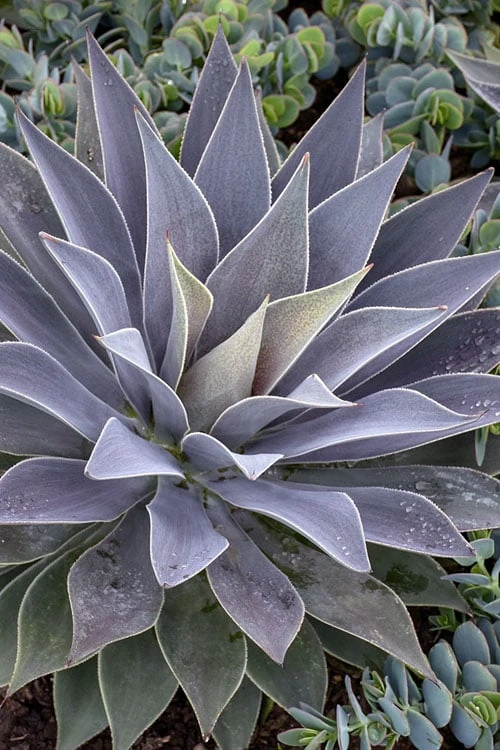 Lavender Lady Mangave - 1 Gallon Pot 3 Lavender Lady Mangave - 1 Gallon Pot