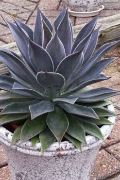 Lavender Lady Mangave - 1 Gallon Pot 11 Lavender Lady Mangave - 1 Gallon Pot -Garden Plants Shop mangave lavender lady 3