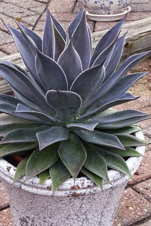 Lavender Lady Mangave - 1 Gallon Pot 7 Lavender Lady Mangave - 1 Gallon Pot - Image 5