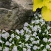 White Flowering Mazus - 6 Pack Of Pint Pots -Garden Plants Shop mazus reptans alba white 102 1