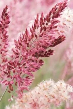 Savannah Ruby Grass (Melinus Nerviglumis) - 6 Pack Of 1 Gallon Pots -Garden Plants Shop melinus nerviglumis ruby grass 1