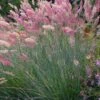 Savannah Ruby Grass (Melinus Nerviglumis) - 6 Pack Of 1 Gallon Pots -Garden Plants Shop melinus nerviglumis ruby grass 6