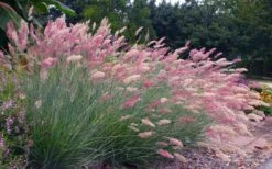 Savannah Ruby Grass (Melinus Nerviglumis) - 6 Pack Of 1 Gallon Pots -Garden Plants Shop melinus nerviglumis ruby grass 7