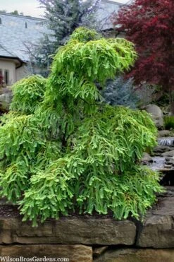 Miss Grace Weeping Dawn Redwood Tree (Metasequoia) - 3 Gallon Pot -Garden Plants Shop metasequoia glyptostroboides miss grace weeping dawn redwood 5